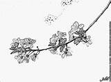 Prunus Blossom Coloring Designlooter Branch sketch template