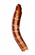 Afbeeldingsresultaten voor Tubulanus sexlineatus. Grootte: 120 x 185. Bron: www.alamy.com