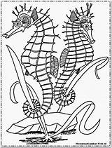 Mewarnai Laut Kuda Pemandangan Bawah Seahorses Coloringpages101 sketch template