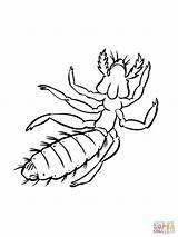 Lice Coloring Pages Clipart Clipartbest sketch template