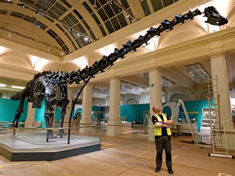 dippy   huge ft long dinosaur exhibit arrives  birmingham