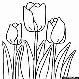 Tulip Coloring Flower Pages Clipart Tulips Flowers Color Drawing Line Spring Printable Designlooter Colouring Gif 59kb 560px Clip Print Getdrawings sketch template