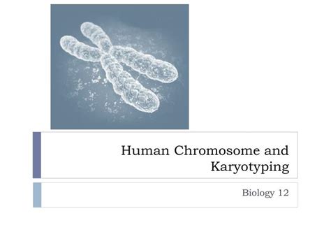 Ppt Human Chromosome And Karyotyping Powerpoint Presentation Free