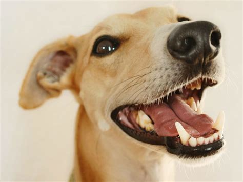 interesting facts   dogs teeth dogs love