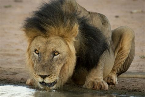 video    didnt   black maned lions africa geographic