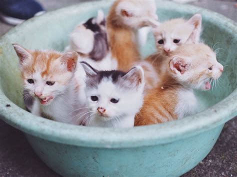 group  newborn kittens cat kitten kitty lovely cute cutest