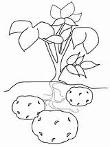 Coloring Potato Pages Vegetables Recommended Kids sketch template