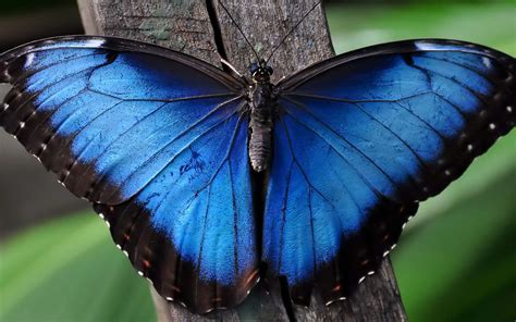 video des papillons morpho emergent de leur chrysalide en time lapse