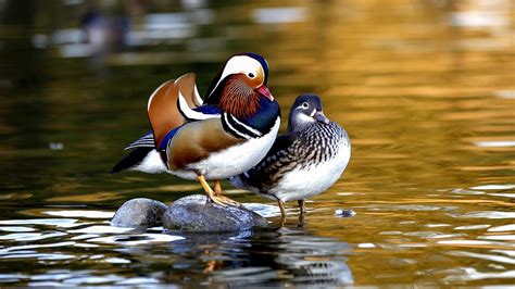 mandarin ducks dont celebrate singles day cgtn