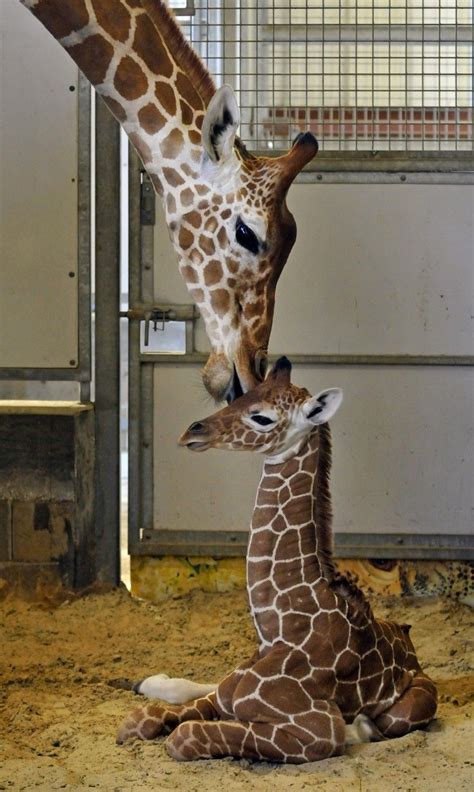 mama giraffe  baby giraffe giraffe photography giraffe cute animals