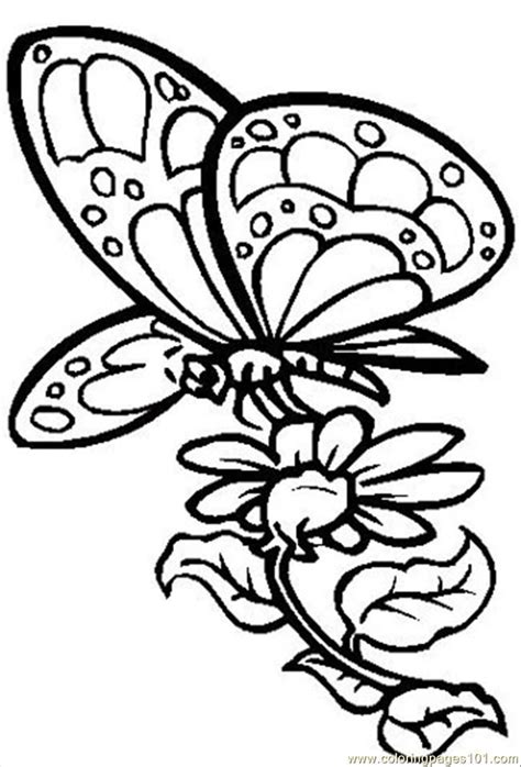 butterfly   flower coloring page coloring home
