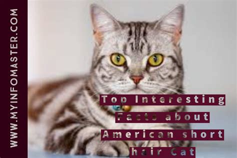 Top Facts About American Shorthair Cat Info Master News