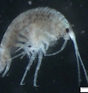 Afbeeldingsresultaten voor "leptocheirus Hirsutimanus". Grootte: 175 x 185. Bron: www.researchgate.net