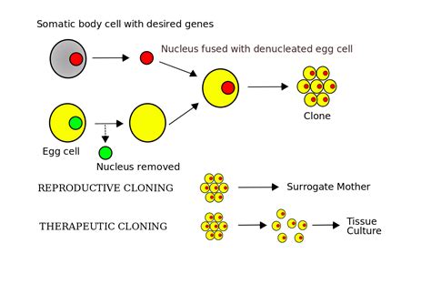 human cloning  good  bad idea codeprg