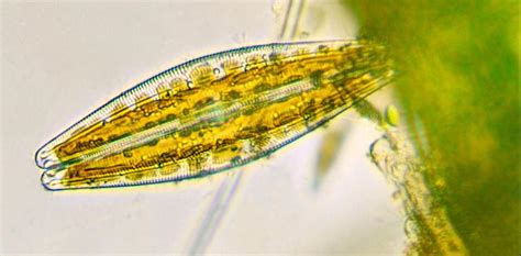 diatomeas  son  como combaten el cambio climatico  las plagas