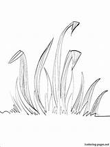 Grass Coloring Getdrawings Pages Drawing Getcolorings Print sketch template