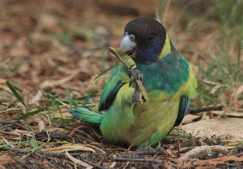 richard warings birds  australia backyard visitors