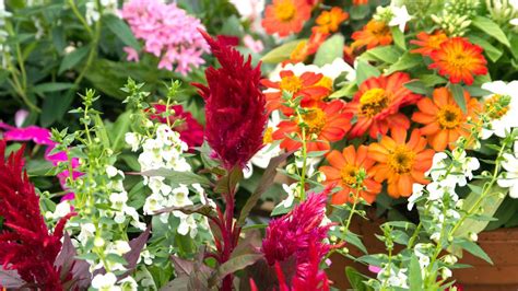 plant combinations for containers thrillers spillers