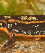 Afbeeldingsresultaten voor Ondersoort. Grootte: 155 x 185. Bron: www.salamanders.nl