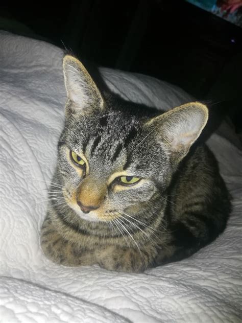 lost cat richmond virginia mila