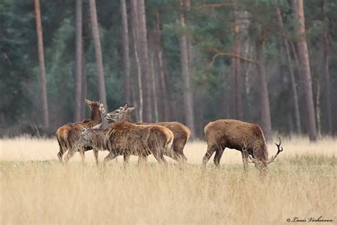 wildtellingen park hoge veluwe