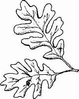 Oak Leaf Coloring Pages Drawing Leaves Garden Ws Tree Stencil Paintingvalley Clipart Fall Stencils Choose Board Template sketch template