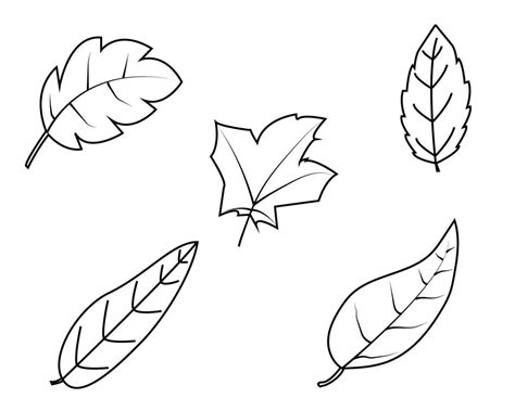 leaf coloring pages  kids kindergarten