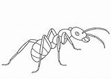 Hormigas Ameise Formica Ameisen Ant Supercoloring Kleurplaten Hormiga Cicala Insectos sketch template