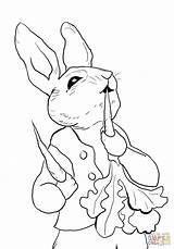 Rabbit Peter Coloring Pages Printable Radishes Eating Source sketch template