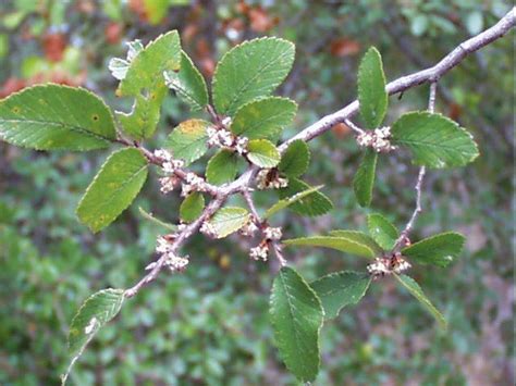 Texastechplants Cedar Elm Ulmus Crassifolia