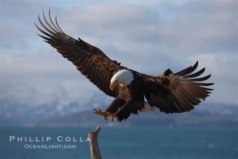 bald eagle  flight haliaeetus leucocephalus kachemak bay homer alaska
