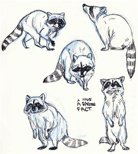 Raccoons Drawing Sketches Pinterest Discover And Save