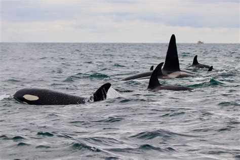 killer whales eat   north atlantic fats  question