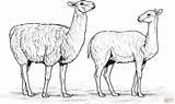 Alpaca Coloring Alpacas Two Clipart Pages Printable Color Drawings Version Click Designlooter Gif Online Ipad Tablets Compatible Android Webstockreview Categories sketch template