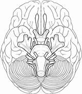 Cranial Nerves Coloring Brain Anatomy Pages Sheet Nerve Diagram Drawing Human System Worksheet Blank Color Face Sheep Educational Works Biologycorner sketch template
