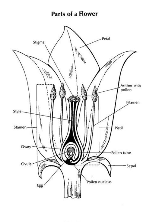 diagram   flower  kids parts   flower plant science