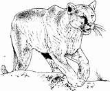 Coloring Pages Cougar Lion Mountain Big Cat Realistic Animal Bobcat Book Burgess Printable Panther Puma Color Children Cats Print Animals sketch template