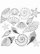 Mollusks Shellfish Clam Aquatic Bodied Mollusk sketch template