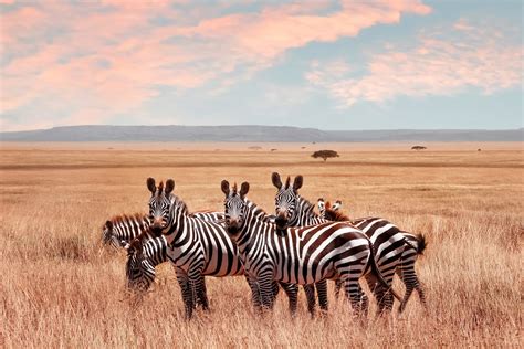 viaje  kenia en grupo safari en   posibilidad de extension