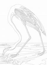 Rawpixel Audubon Flamingo Licenses sketch template