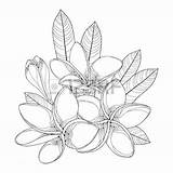 Plumeria Drawing Flower Line Frangipani Getdrawings sketch template
