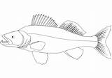 Walleye Coloring Drawing Pages Pike Fish Northern Printable Tuna Yellowfin Getdrawings Public Drawings Sketch Categories Template sketch template