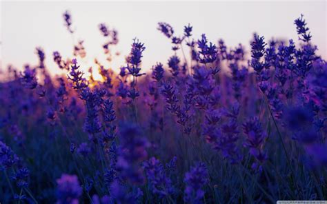 lavender fields wallpaper sunset hd desktop wallpaper