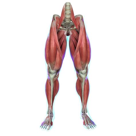human leg muscle anatomy medical edition  model cgtrader