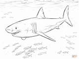 Coloring Pages Shark Great Pilot Fishes Drawing Printable sketch template