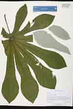 Image result for "gammaropsis Palmata". Size: 150 x 225. Source: florida.plantatlas.usf.edu