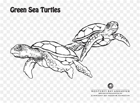 green sea turtle coloring page green sea turtle coloring pages