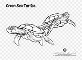 Turtle Coloring Sea Green Pages Giant Lovely Clipart Pngfind sketch template