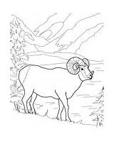 Coloring Sheep Mountain Mouflon Bighorn Argali Wild Rocky Printable Pages sketch template