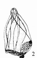 Afbeeldingsresultaten voor "lensia Campanella". Grootte: 120 x 184. Bron: www.odb.ntu.edu.tw